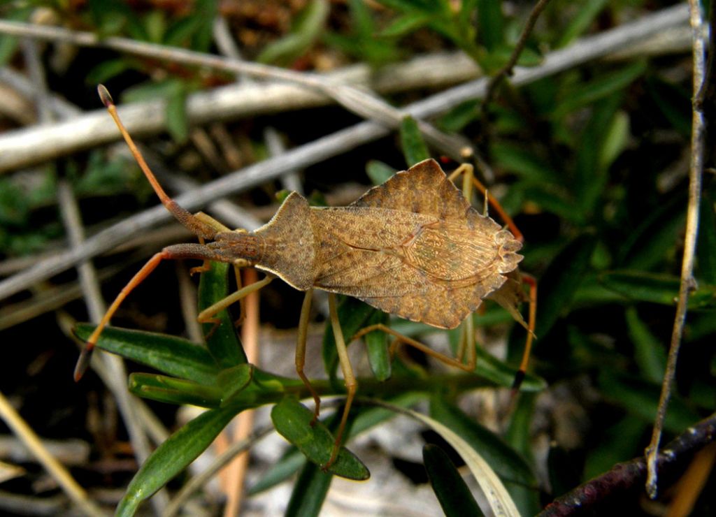 Coreidae: Syromastes rhombeus del Piemonte (CN)